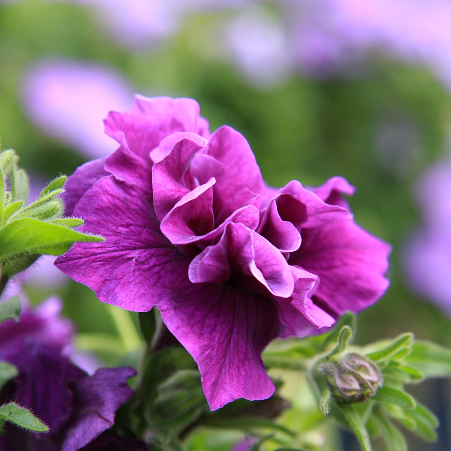 Gardening Direct Petunia Tumbelina Collection Plugs x 12