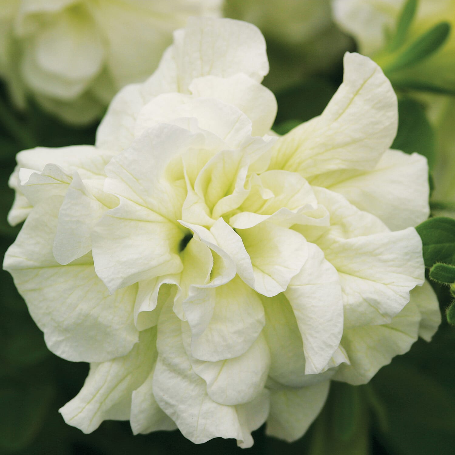 Gardening Direct Petunia Tumbelina Collection Plugs x 12