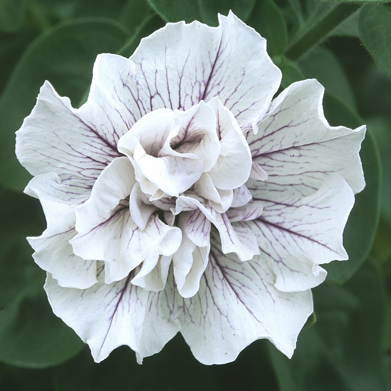 Gardening Direct Petunia Tumbelina Collection Plugs x 12