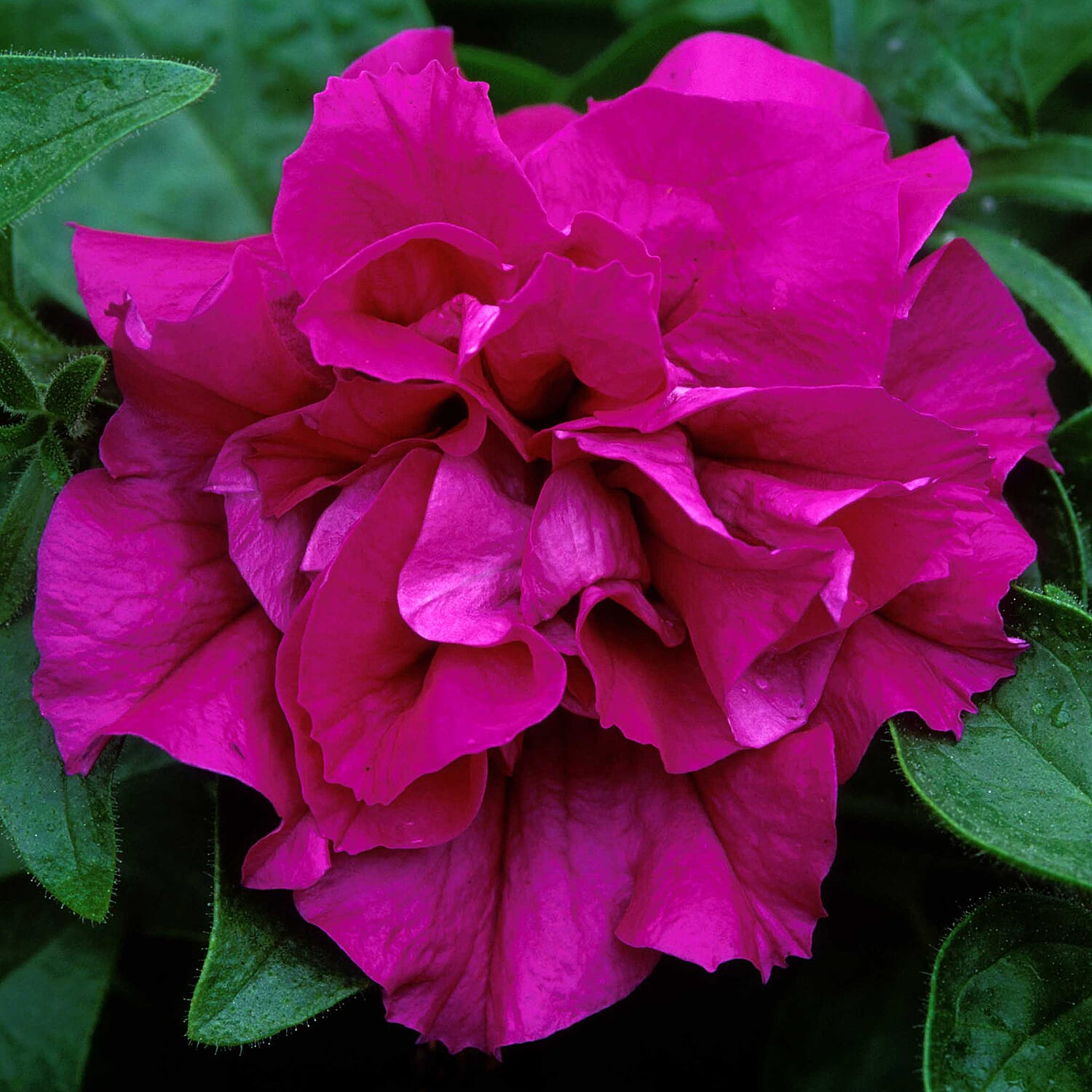 Gardening Direct Petunia Tumbelina Collection Plugs x 12