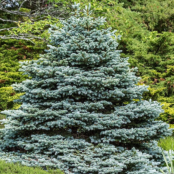 Gardening Direct Picea pungens Super Blue 9cm pot x3 - 8960322 - TJC