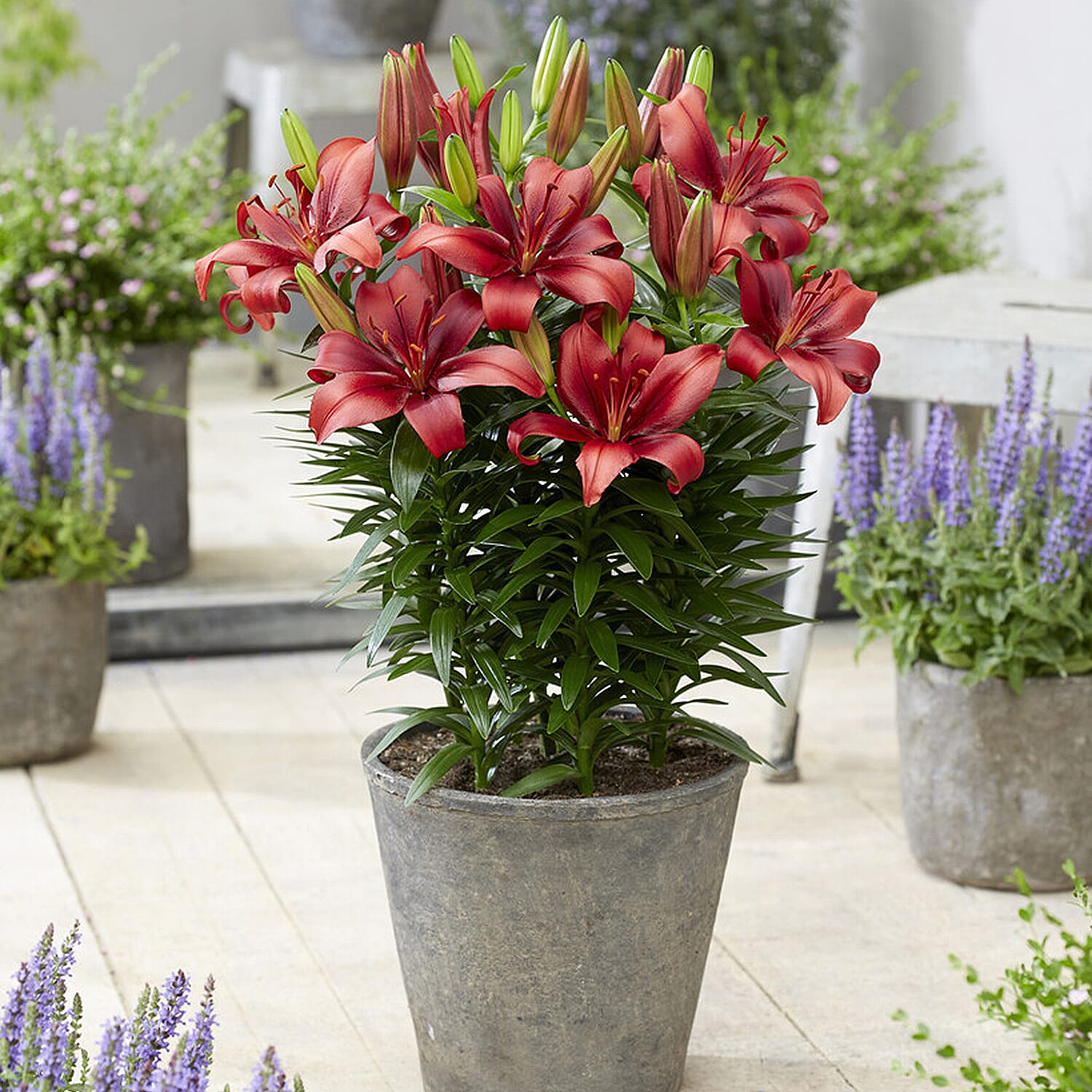 YGL  - Plant  - Live Plants - One Size - Multi Color