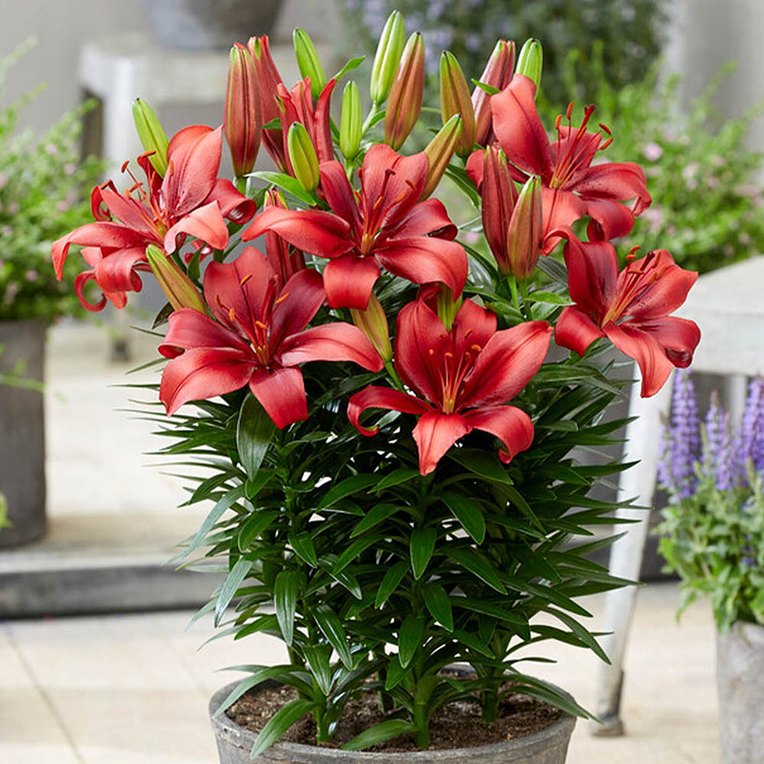 YGL  - Plant  - Live Plants - One Size - Multi Color