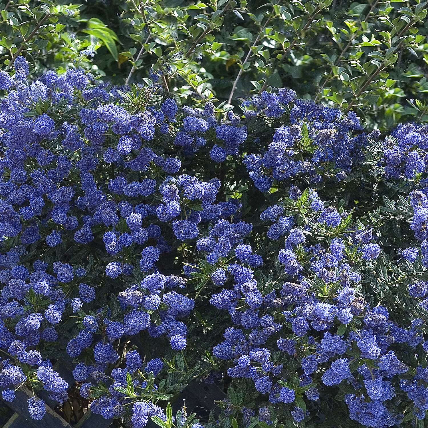 Gardening Direct Ceanothus Thyrsiflorus Repens 2L