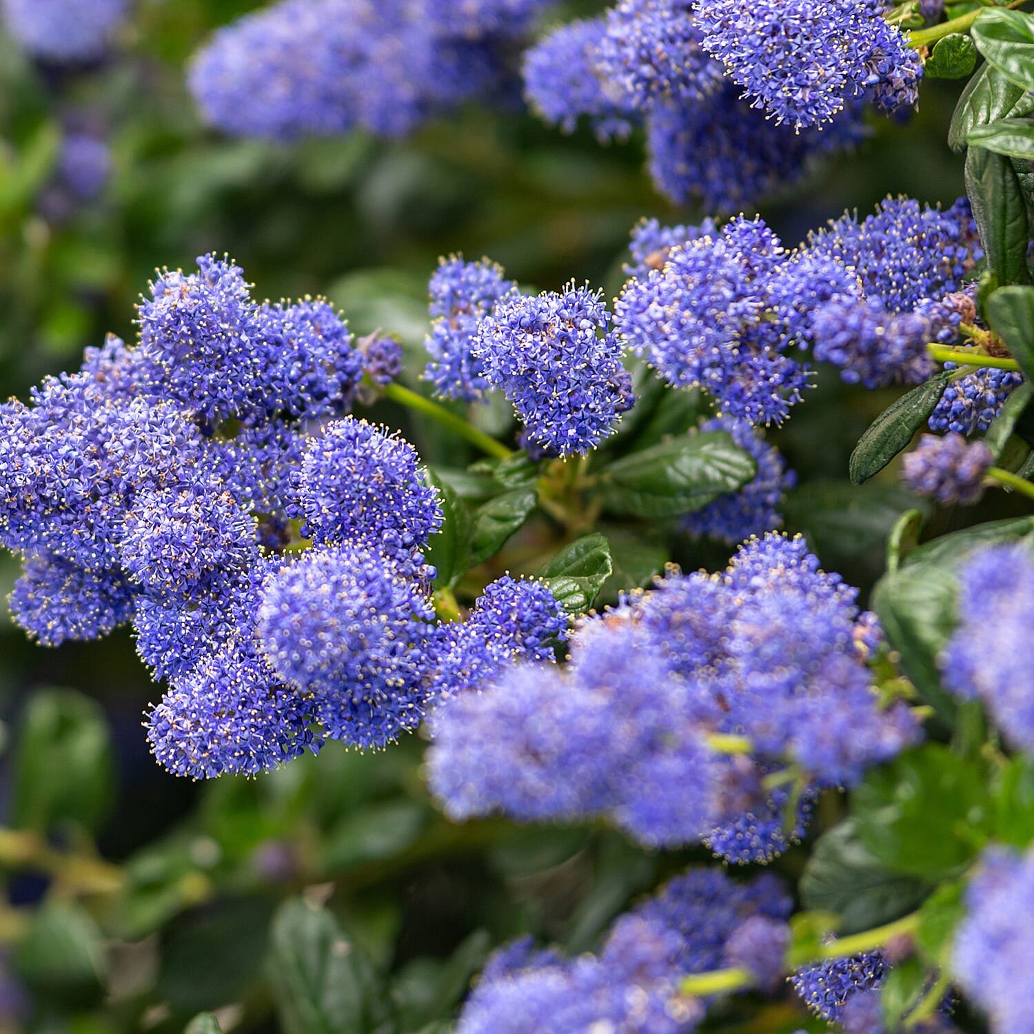 Gardening Direct Ceanothus Thyrsiflorus Repens 2L