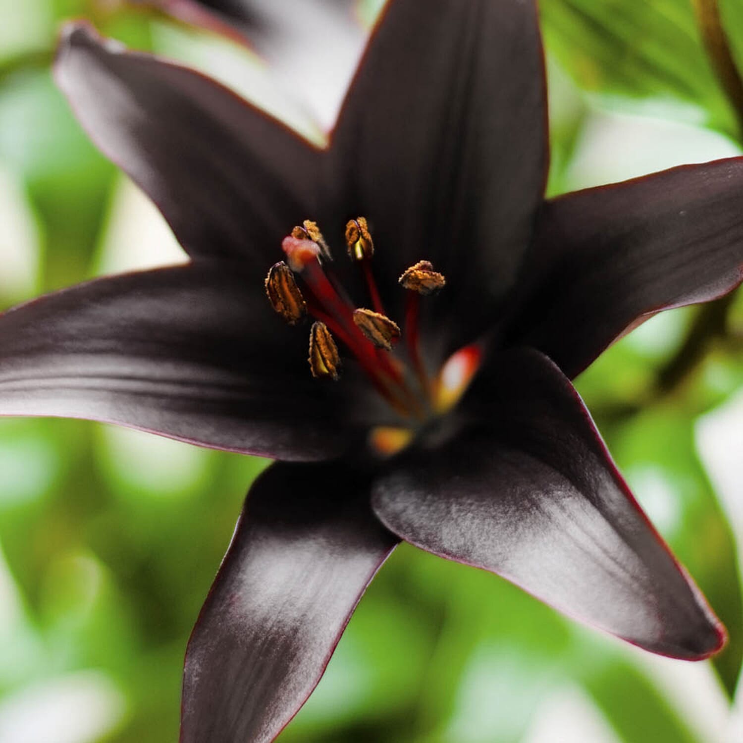 YGL  - Plant  - Live Plants - One Size - Multi Color