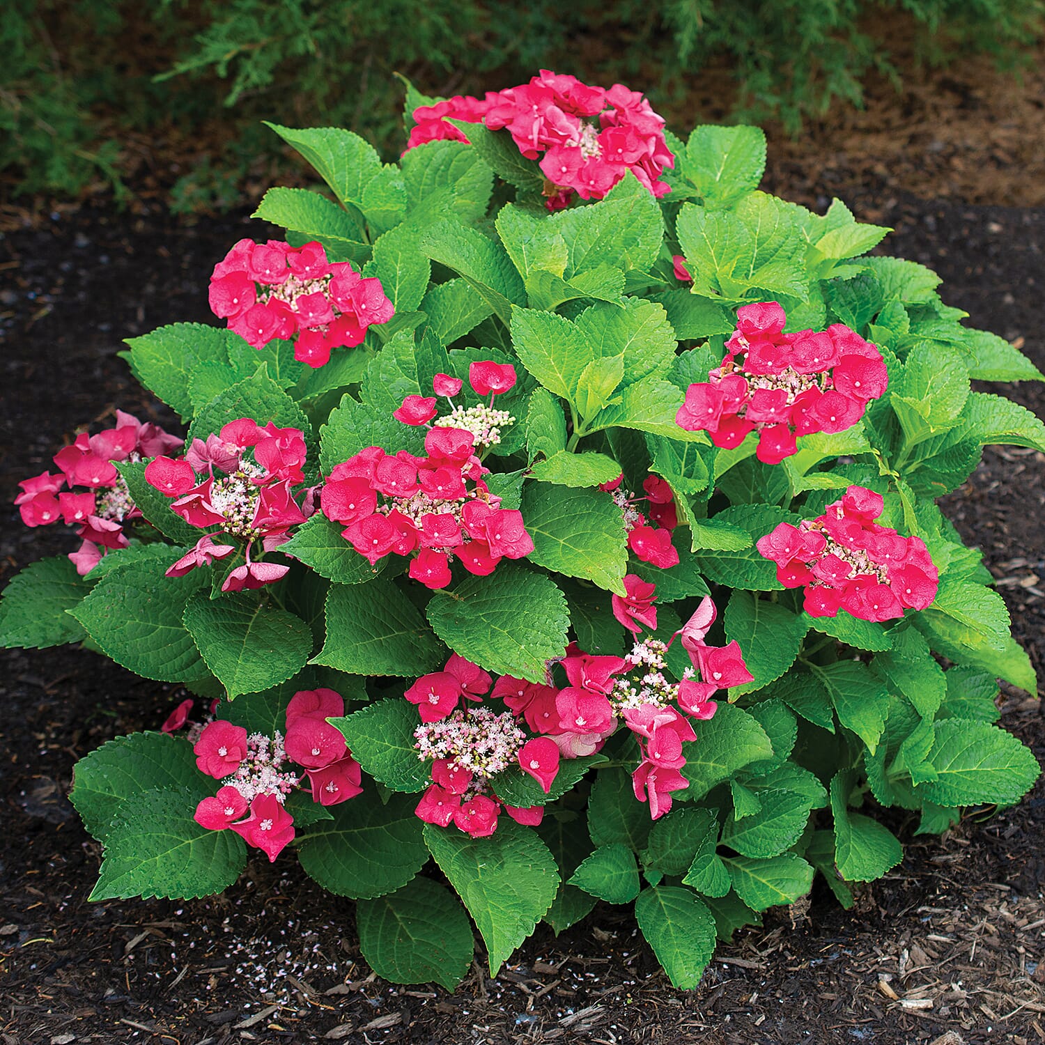 Gardening Direct Hydrangea Cherry Explosion 9cm x 3