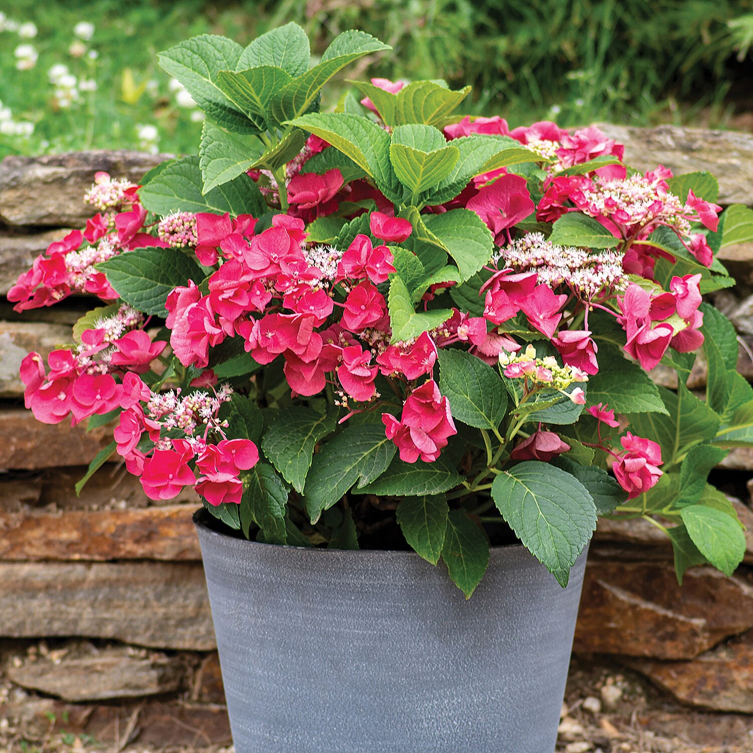 Gardening Direct Hydrangea Cherry Explosion 9cm x 3