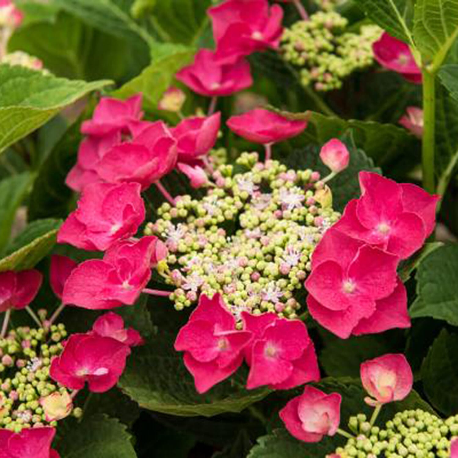 Gardening Direct Hydrangea Cherry Explosion 9cm x 3