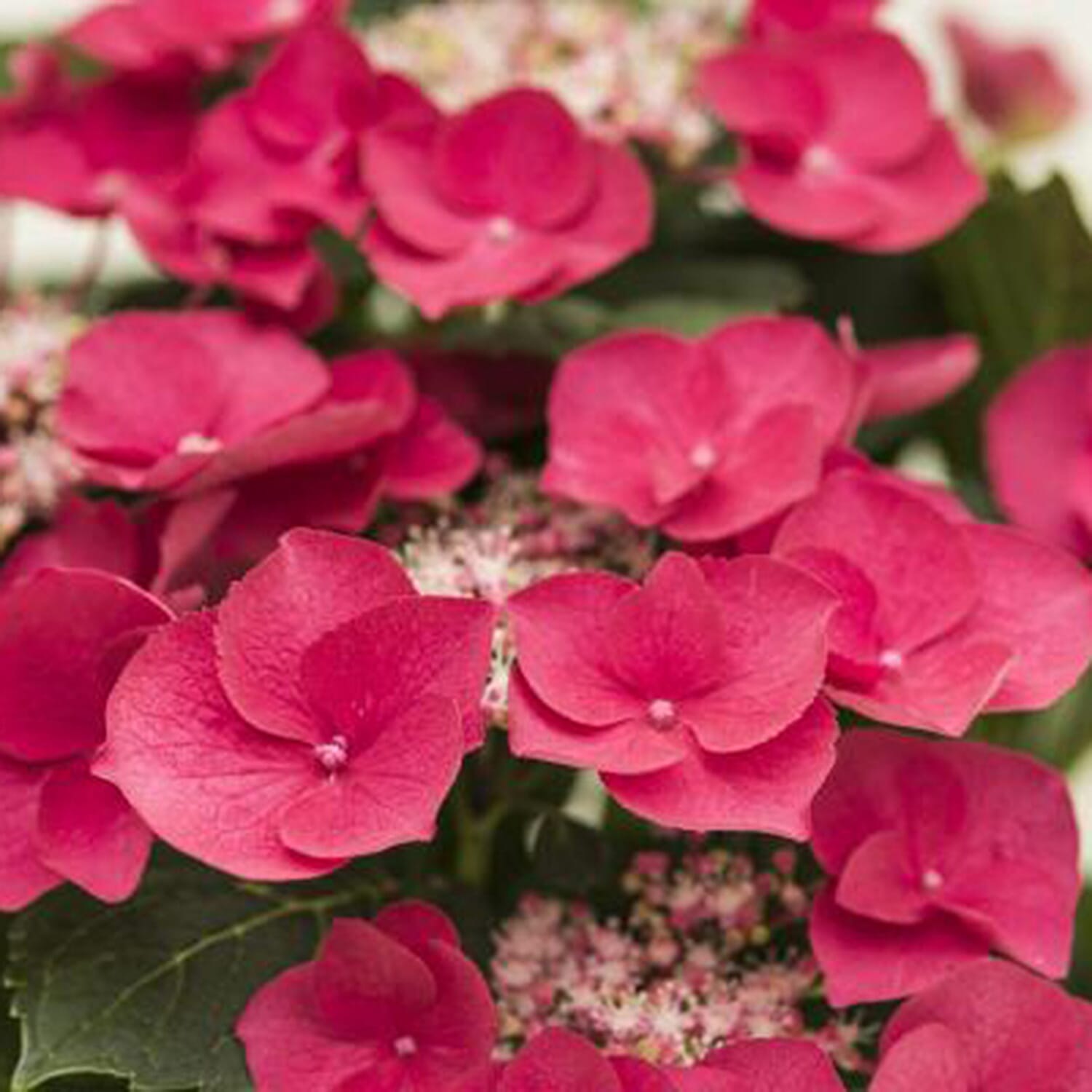 Gardening Direct Hydrangea Cherry Explosion 9cm x 3