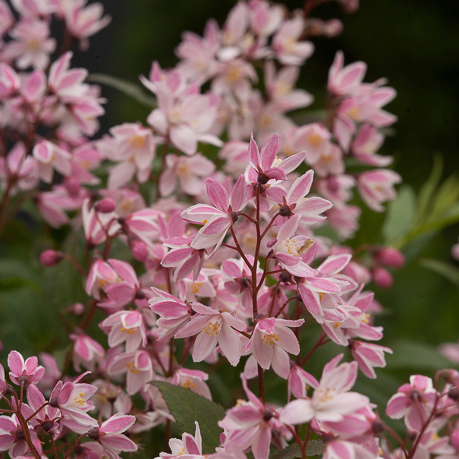 Gardening Direct Deutzia Yuki Cherry Blossom 19cm