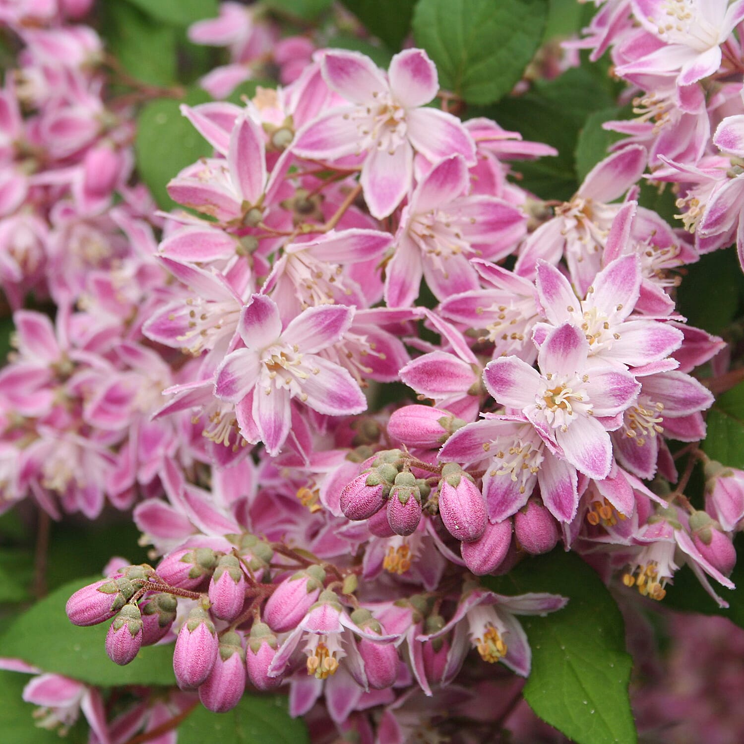 Gardening Direct Deutzia Yuki Cherry Blossom 19cm