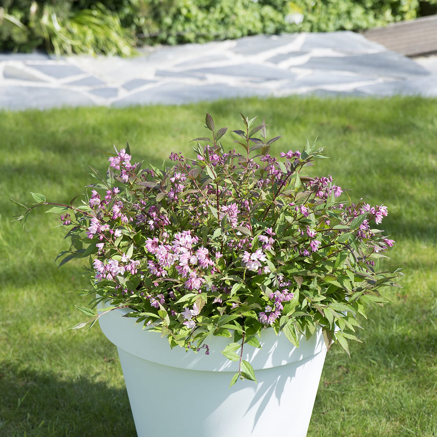 Gardening Direct Deutzia Yuki Cherry Blossom 19cm