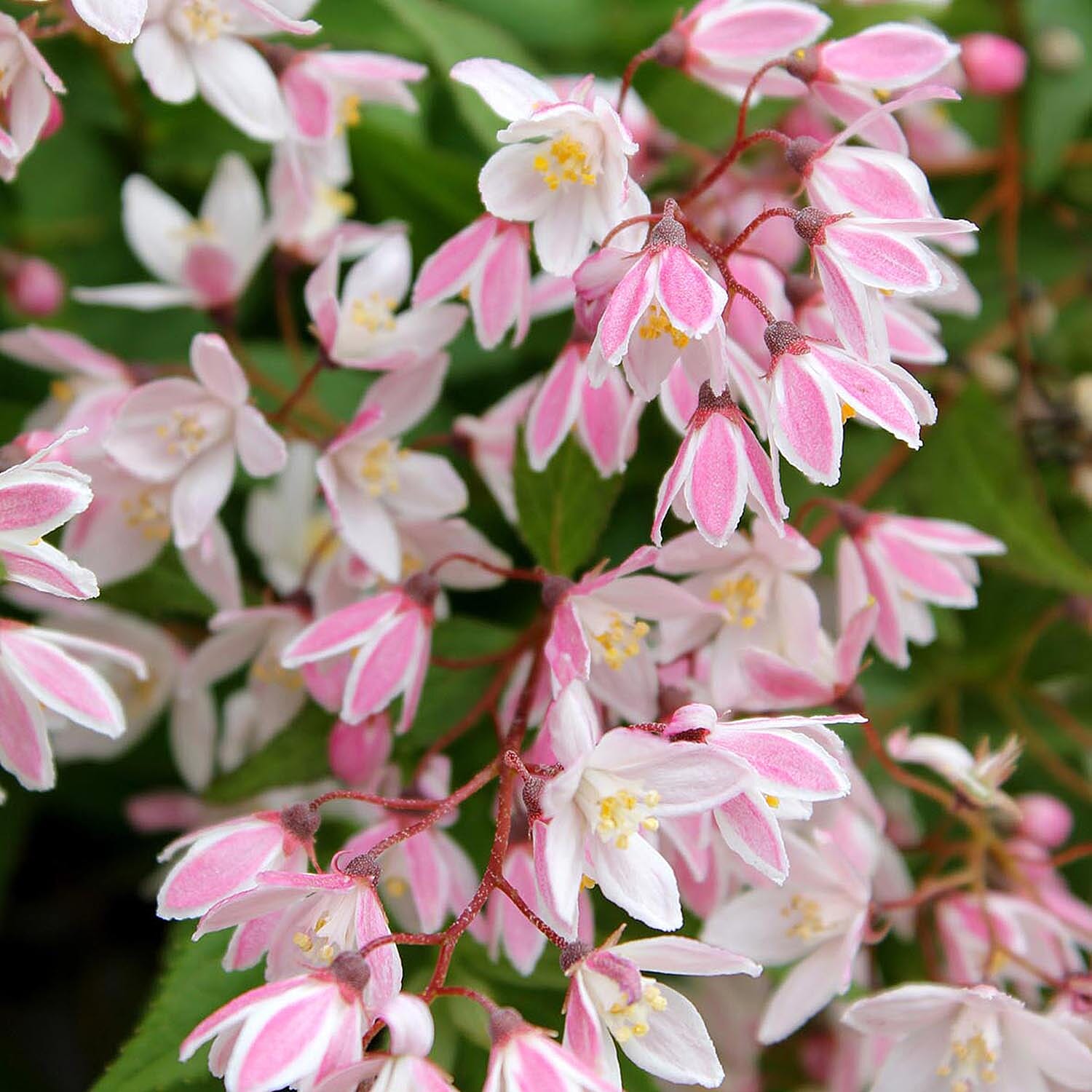 Gardening Direct Deutzia Yuki Cherry Blossom 19cm
