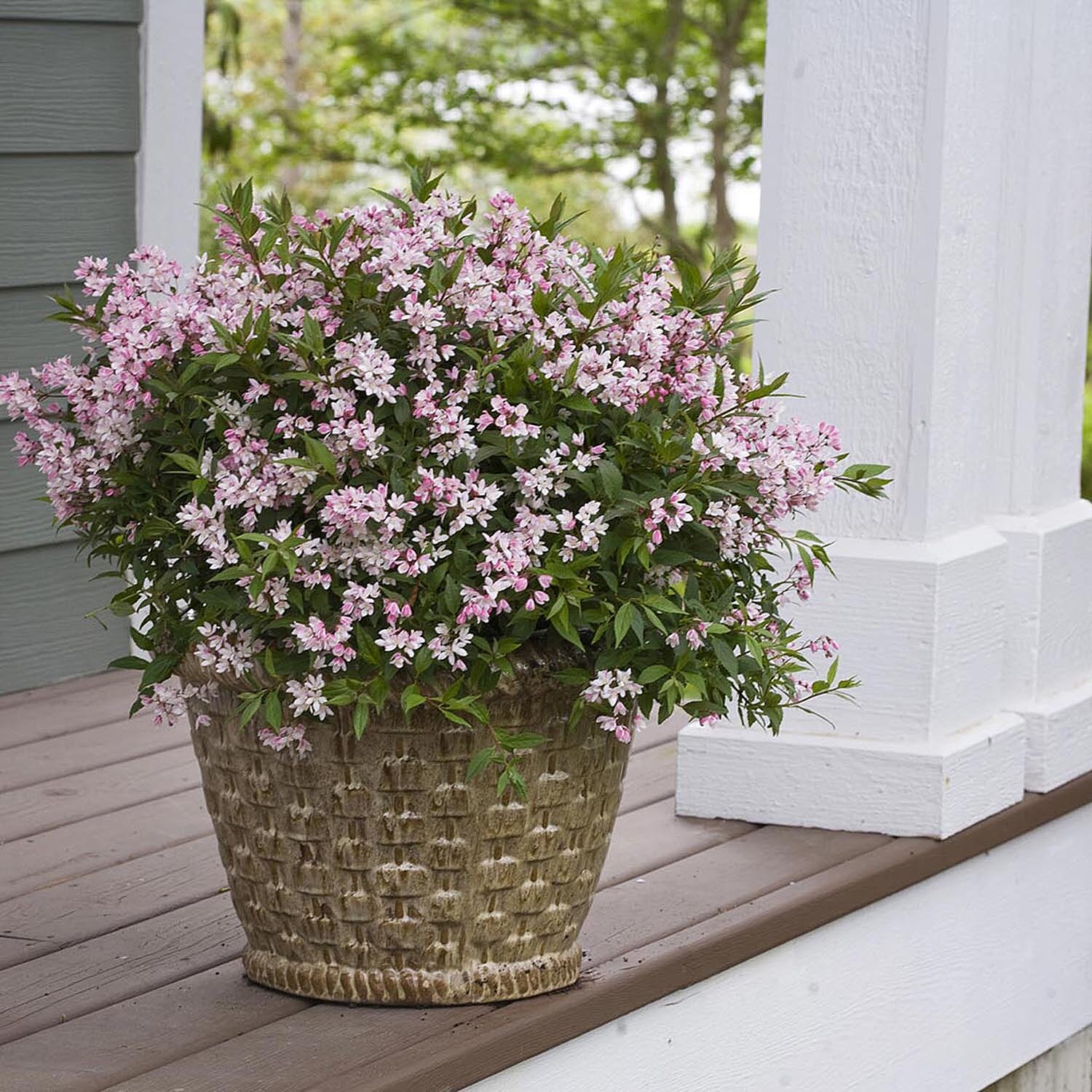 Gardening Direct Deutzia Yuki Cherry Blossom 19cm