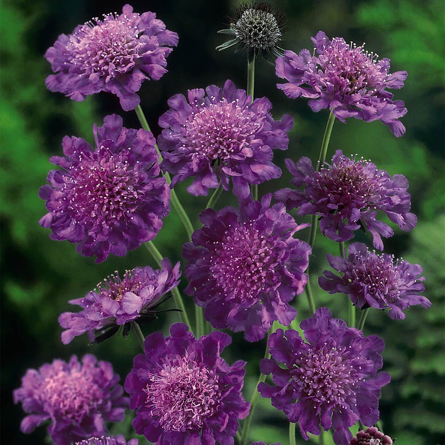 Gardening Direct Pair of Scabiosa Butterfly Blue 17cm