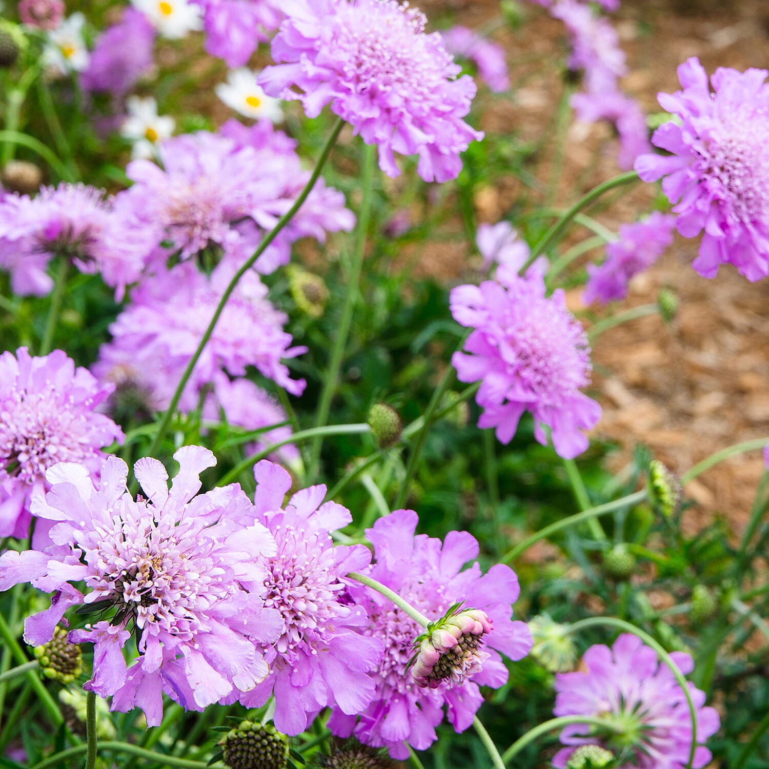 Gardening Direct Pair of Scabiosa Butterfly Blue 17cm