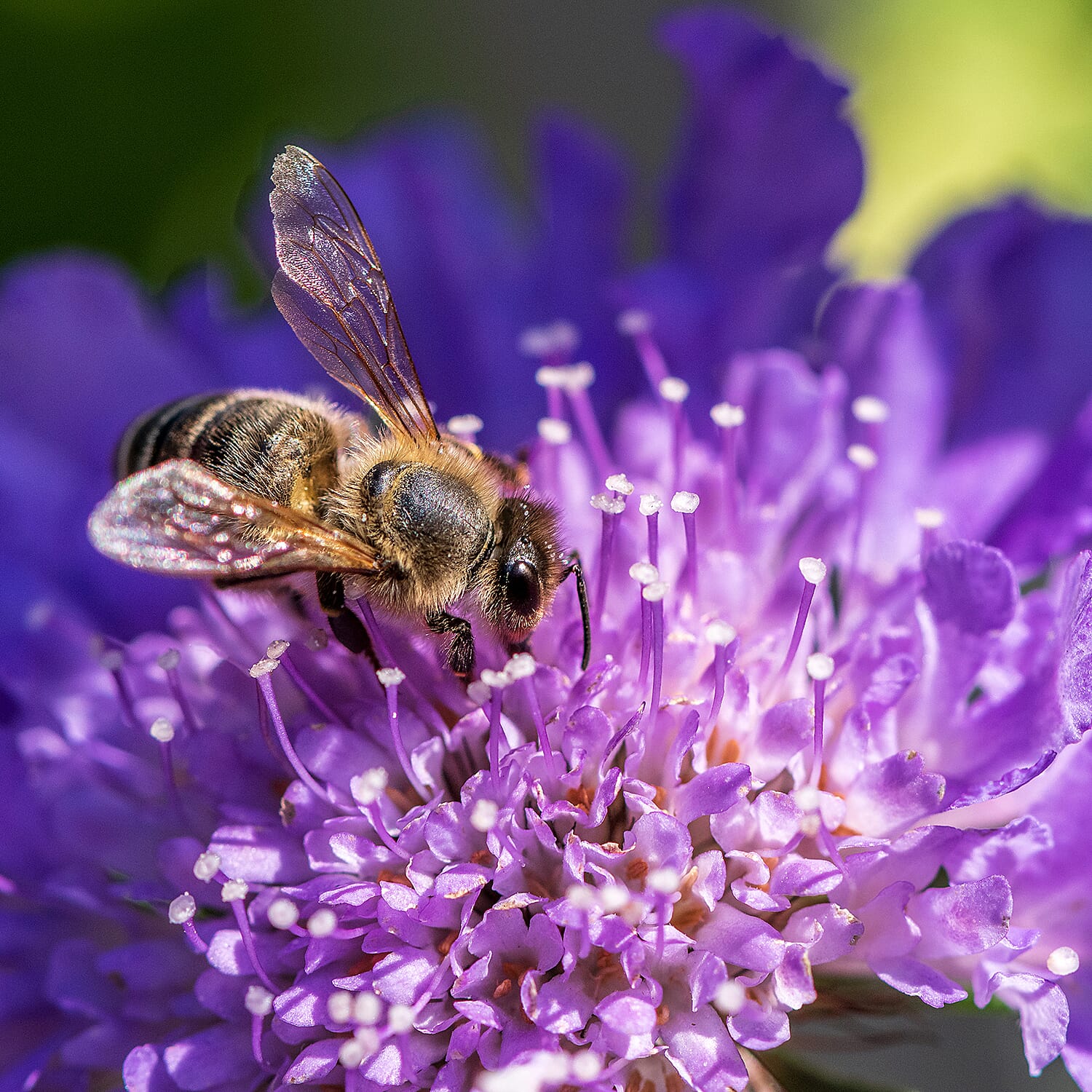 Gardening Direct Pair of Scabiosa Butterfly Blue 17cm