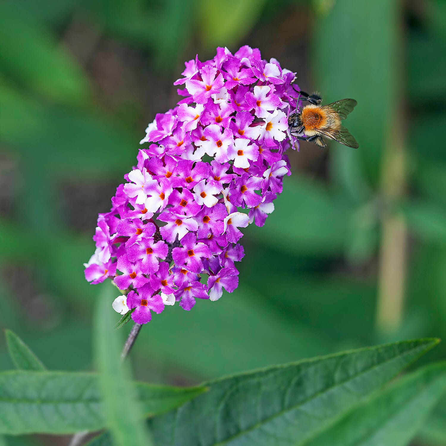 Gardening Direct Buddleia Berries and Cream 9cm x3