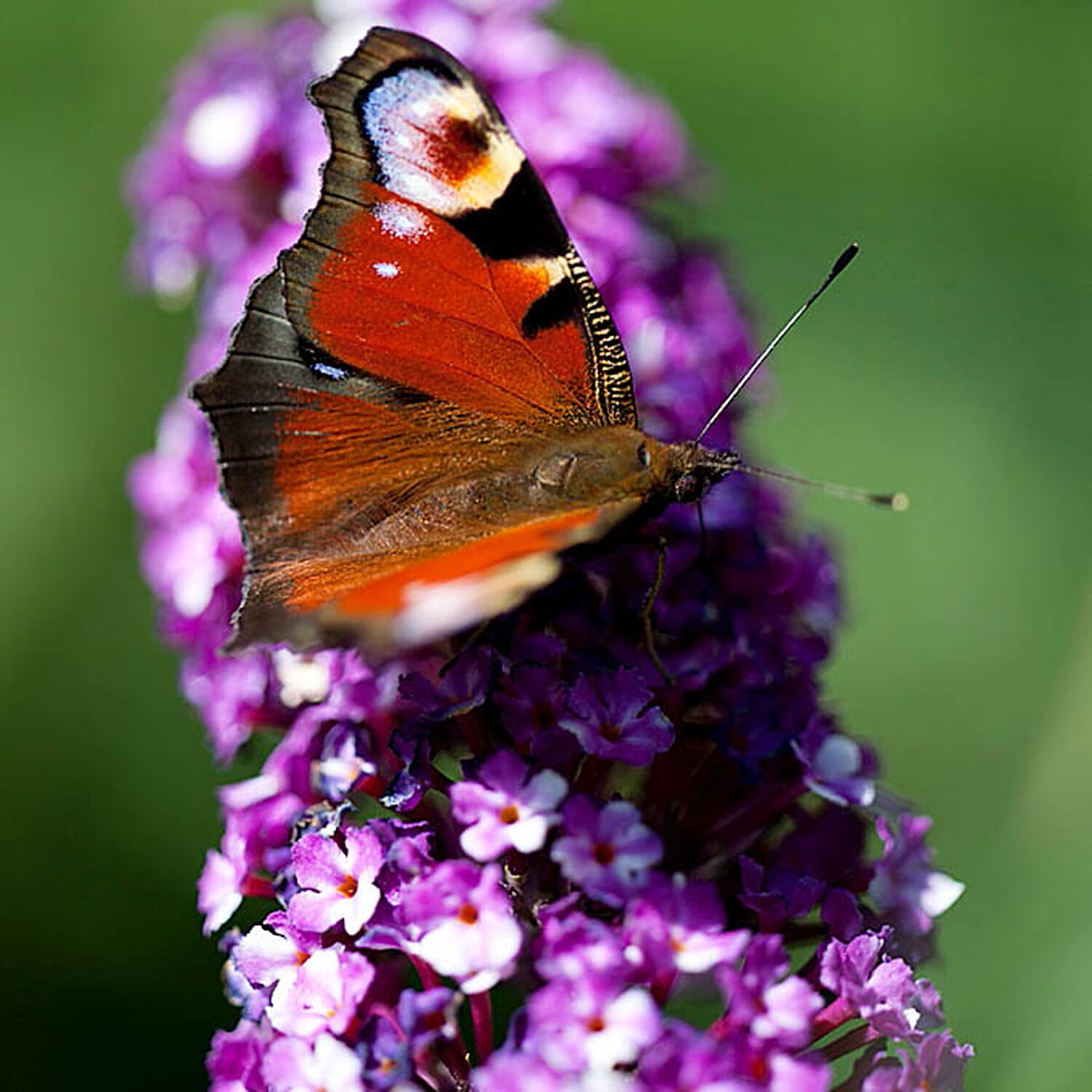 Gardening Direct Buddleia Berries and Cream 9cm x3