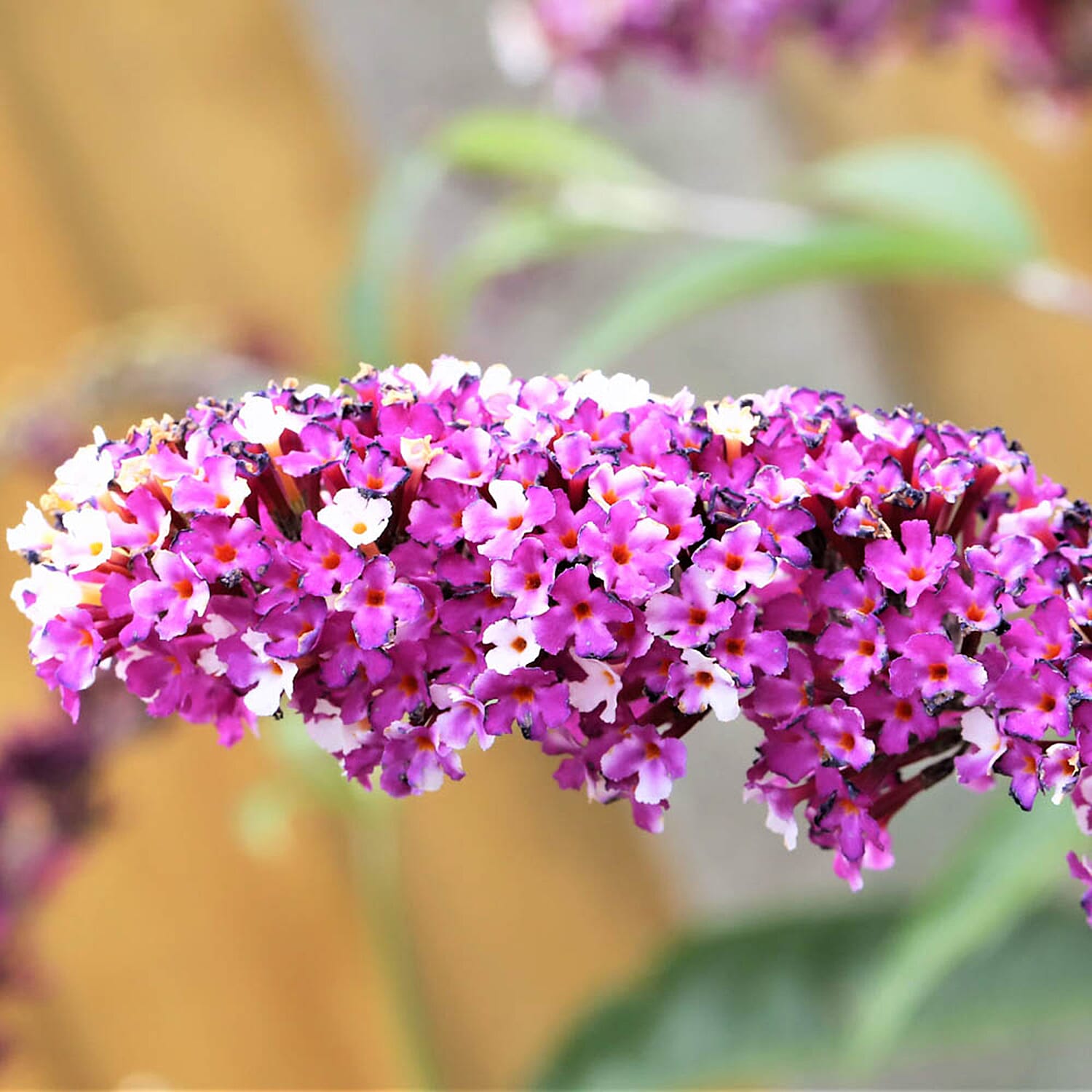 Gardening Direct Buddleia Berries and Cream 9cm x3