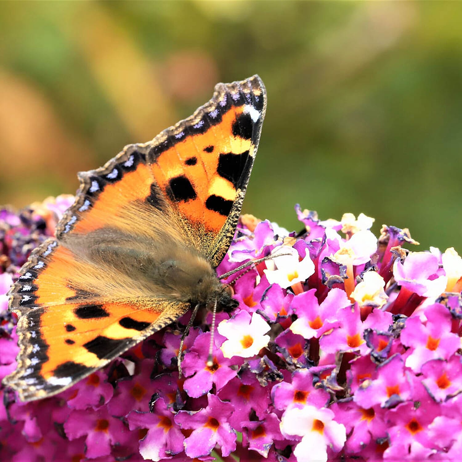 Gardening Direct Buddleia Berries and Cream 9cm x3