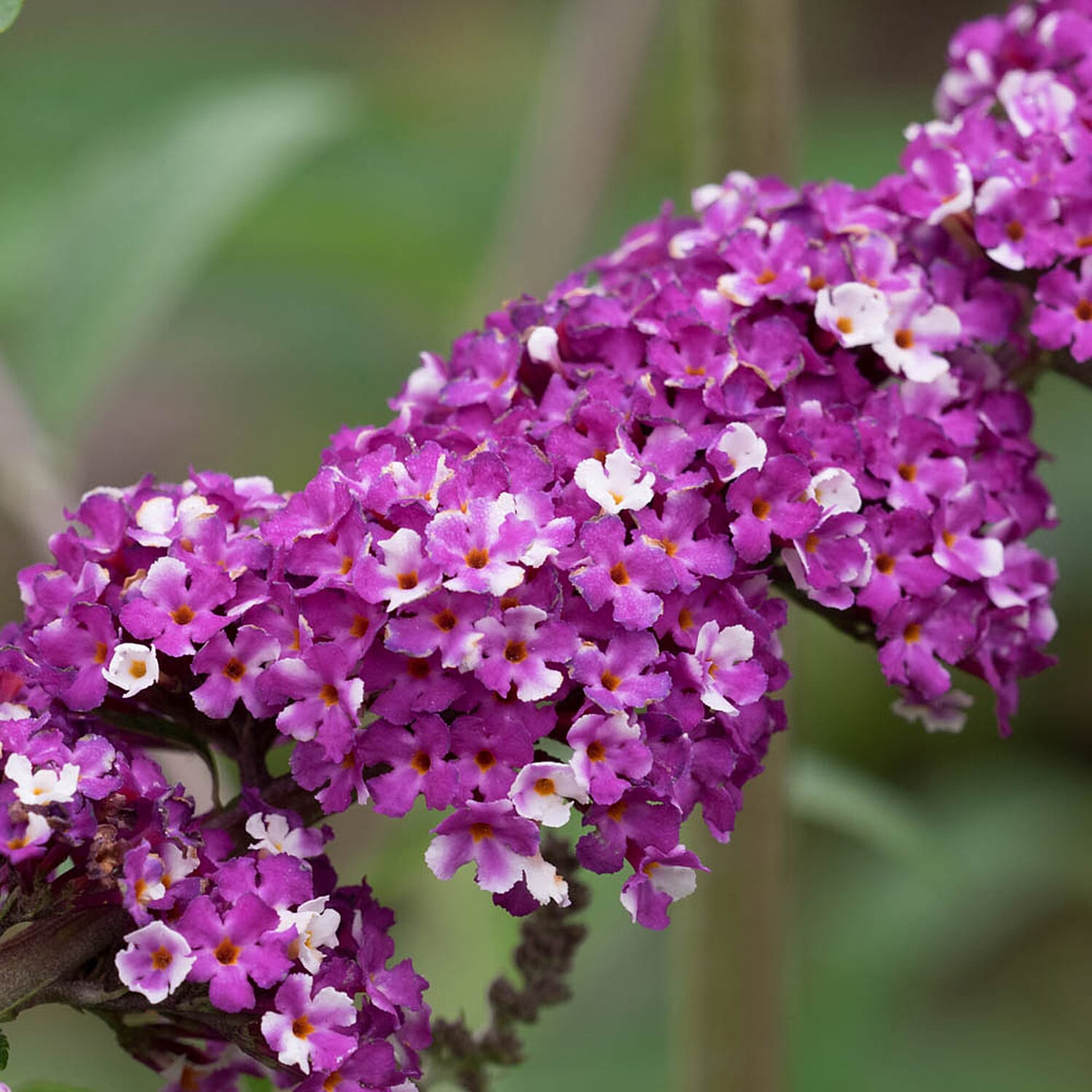 Gardening Direct Buddleia Berries and Cream 9cm x3