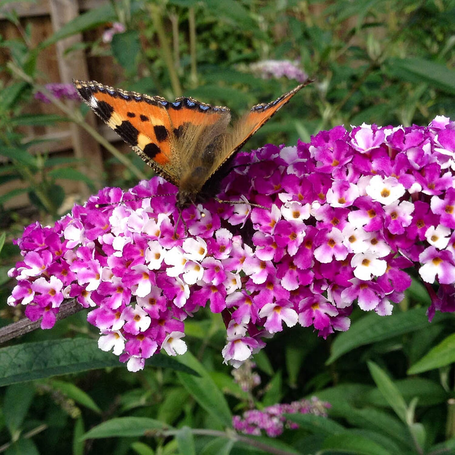 Gardening Direct Buddleia Berries and Cream 9cm x3